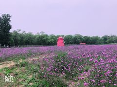 -北京东方普罗旺斯薰衣草庄园