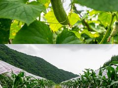 -陕西省红河谷森林公园