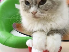 -Bastet sally猫舍购宠(静安店)