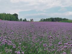 -北纬44度·金珠花海休闲农业旅游景区