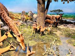 -国家自然博物馆