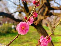 -梅花山(明孝陵内)