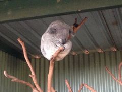 -费瑟代尔野生动物园