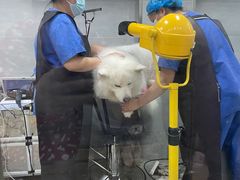 -宠福鑫康馨动物医院·骨科·眼科