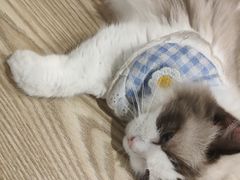 -楼上猫咖(罗湖店)