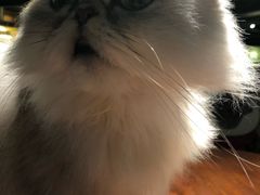 -more than meow吴止猫主题餐厅(承德 中船汇店)