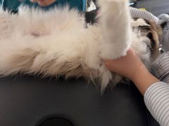 -安安宠医宠物医院·异宠·犬猫内科(岳阳分院)