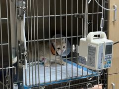 -瑞鹏宠物医院·骨外科·心肾科·肿瘤科(九亭店)