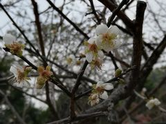 -玉树公园