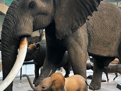 -陕西自然博物馆