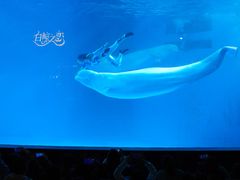 -海合安成都极地海洋公园