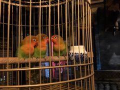 -鱼桥巷·美学川菜