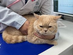 -博特宠物医院24h犬猫全科.骨科·异宠
