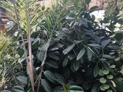 -呀路古热带植物园-恐龙馆