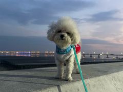 -南汇嘴观海公园