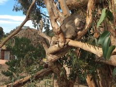 -威勒比开放式动物园