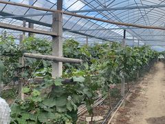 -马陆小张葡萄园农家乐