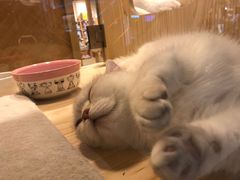 -屋虎猫馆(宝安大仟里店)