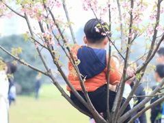 -武汉大学-樱园