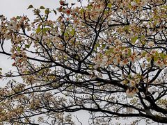 -舒家湾天主教堂