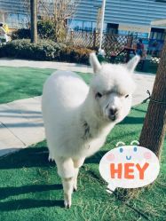 -萌宠亲子动物乐园(槐房万达店)