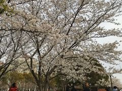 -高东镇樱花园