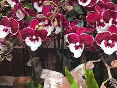 -双季花艺园艺市场(浦东店)