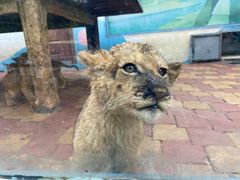 -大连森林动物园