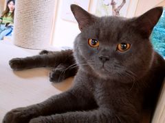 -猫和宫(六道口店)