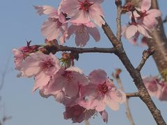 -顾村公园