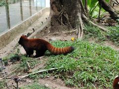 -深圳野生动物园
