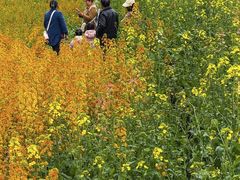 -三圣花乡旅游区