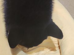 -逗柴咖啡屋·狗咖猫咖宠物桌游