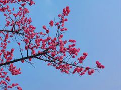 -望江楼公园