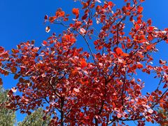 -北京十三陵国家森林公园蟒山景区