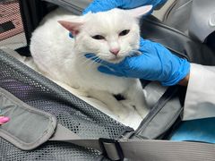 -达爱动物医院·犬猫分区·CT·复杂眼科(远洋山水分院)