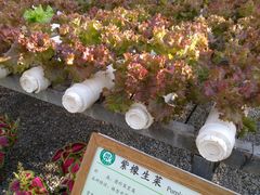 -上海都市菜园