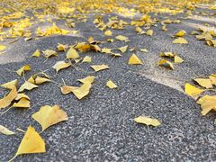 -济南国际园博园