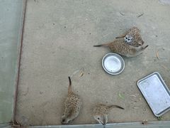 -汕尾铜鼎山旅游区