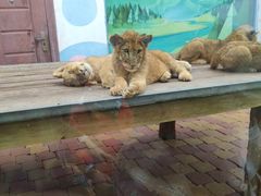 -大连森林动物园