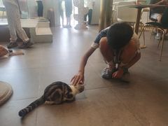-飞行喵MR PILOT|猫舍·猫咖(静安大融城店)