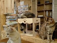 -猫色咖啡·猫咖