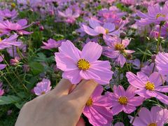 -光明小镇欢乐田园