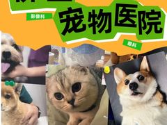 -瑞鹏宠物医院·夜间急症·心超·猫科(祖庙分店)