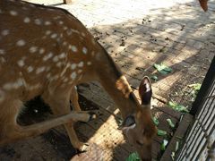 景点-长白岛森林公园