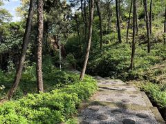 -铁山坪森林公园