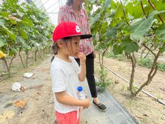 -马陆小张葡萄园农家乐