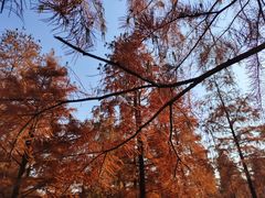 -池杉湖湿地公园