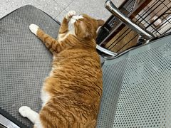 -四月宠物医院·猫专科·心脏专科·内科(转塘店)