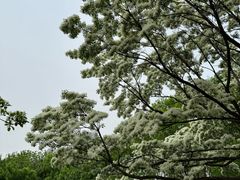 -泰丰公园